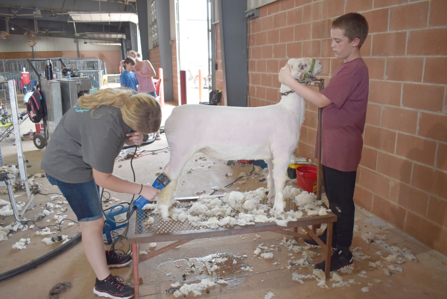 Shear fun at the Grady County Fair